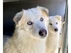 Adopt PUFF a Siberian Husky, German Shepherd Dog