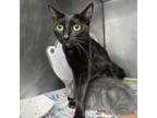 Adopt LUNA a Domestic Short Hair