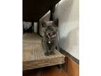 Adopt IN FOSTER - LISA a Domestic Short Hair