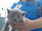 Adopt LISA: FOSTER OR RESCUE NEEDED! a Domestic Short Hair