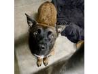Adopt RESCUE PATNER ONLY: MARIBEL a German Shepherd Dog, Mixed Breed