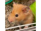 Adopt SWEET PEA a Hamster