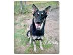 Adopt Stella Bella a Mixed Breed, Husky