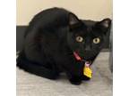 Adopt Parsimony a Domestic Short Hair