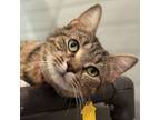 Adopt Trinity a Domestic Short Hair