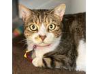 Adopt Loosey Goosey a Domestic Short Hair