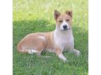 Adopt Peaches a Mixed Breed