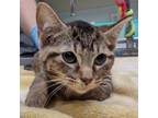 Adopt Sunny Baudelaire a Domestic Short Hair