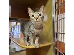 Adopt Cinnamon a Domestic Short Hair