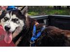 Adopt Mila a Husky