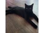 Adopt Void a American Shorthair