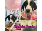 Adopt Shania Twain a Hound