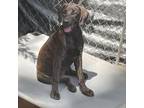 Adopt Trisha Yearwood a Hound