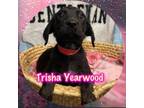 Adopt Trisha Yearwood a Hound