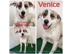 Adopt Venice a Mixed Breed