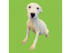 Adopt TUSC-Stray-tu1256_2 a Bull Terrier