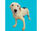 Adopt TUSC-Stray-tu1256_3 a Bull Terrier