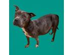 Adopt TUSC-Stray-tu1257 a Pit Bull Terrier
