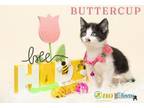 Adopt Buttercup a Domestic Short Hair