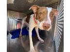 Adopt MIMI a Pit Bull Terrier, Mixed Breed