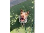 Adopt PETUNIA a Pit Bull Terrier, Mixed Breed