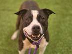 Adopt JANE a Pit Bull Terrier