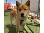 Adopt DAFFODIL a Chow Chow, Mixed Breed