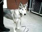 Adopt JEAN GREY a Siberian Husky