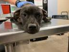 Adopt SIENNA a Pit Bull Terrier, Mixed Breed