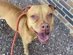 Adopt ROSE a Pit Bull Terrier