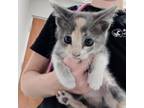 Adopt prancer a Domestic Short Hair