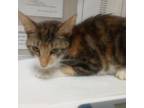 Adopt Callie a Domestic Short Hair