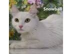 Adopt Snowball a Domestic Long Hair