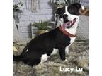 Adopt Lucy Lu a Pit Bull Terrier, Cardigan Welsh Corgi