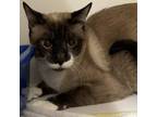 Adopt Anastasia a Siamese