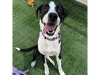 Adopt Honey a Border Collie, Pointer