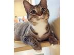 Adopt Seven Sassy a Tabby, Domestic Short Hair