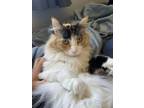 Adopt Sophie Garcia a Calico, Domestic Long Hair