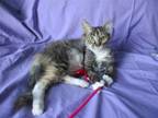 Adopt Kim Possible a Tabby, Domestic Long Hair