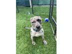 Adopt BLUEBERRY MUFFIN a Pit Bull Terrier, Mixed Breed
