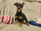 Adopt LOLA a Miniature Pinscher, Parson Russell Terrier