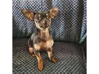 Chihuahua Puppy for sale in Wildomar, CA, USA