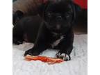 Pug Puppy for sale in Pittsburgh, PA, USA