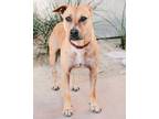 Adopt Birdie a Pit Bull Terrier, Mixed Breed
