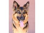 Adopt Jade a German Shepherd Dog, Mixed Breed