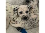 Dalmatian Puppy for sale in Mission, TX, USA