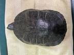 Adopt TURTLY a Turtle