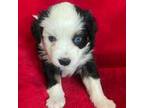 Miniature Australian Shepherd Puppy for sale in Batavia, OH, USA