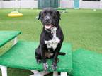 Adopt RAYNE a Pit Bull Terrier, Mixed Breed