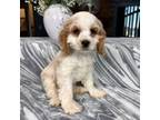 Cocker Spaniel Puppy for sale in Greenfield, IN, USA